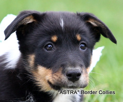 Tricolour Female, smooth coated, border collie puppy